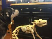 Dog Adorably Howls Along With Skeleton Dog