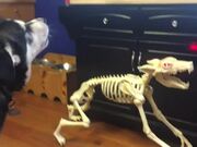 Dog Adorably Howls Along With Skeleton Dog