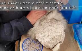 Bunny Gets Their Hair Trimmed - Animals - VIDEOTIME.COM