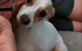 Dog Cuddles Up To Owner's Face - Animals - VIDEOTIME.COM