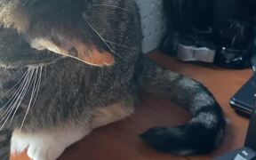 Cat Stares at Her Own Tail and Tries to Attack It - Animals - VIDEOTIME.COM