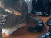 Cat Stares at Her Own Tail and Tries to Attack It