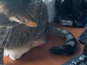 Cat Stares at Her Own Tail and Tries to Attack It
