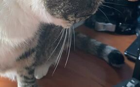 Cat Stares at Her Own Tail and Tries to Attack It - Animals - VIDEOTIME.COM