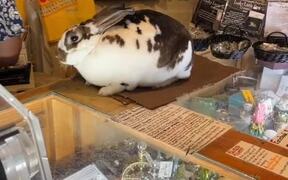 Bunny Helps Owner With Store Operations - Animals - VIDEOTIME.COM