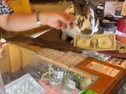 Bunny Helps Owner With Store Operations