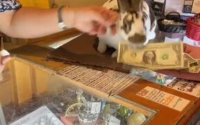 Bunny Helps Owner With Store Operations - Animals - VIDEOTIME.COM
