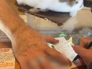 Bunny Assists Owner With Customer Transactions