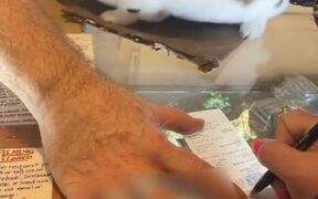 Bunny Assists Owner With Customer Transactions - Animals - VIDEOTIME.COM