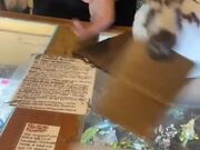 Bunny Assists Owner With Customer Transactions