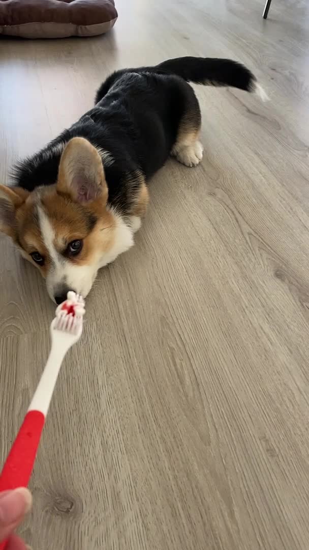 Puppy Does Not Want to Brush His Teeth
