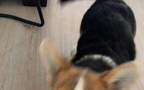 Puppy Does Not Want to Brush His Teeth - Animals - VIDEOTIME.COM