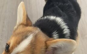 Puppy Does Not Want to Brush His Teeth - Animals - VIDEOTIME.COM