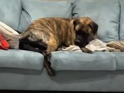 Mastiff Sits Over Great Dane & Completely Hides It