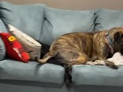 Mastiff Sits Over Great Dane & Completely Hides It