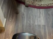 Dog Gets Excited on Seeing New Saucepan