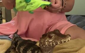 Owner Dresses Caiman in Cute Frog Outfit - Animals - VIDEOTIME.COM