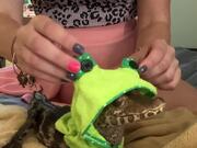 Owner Dresses Caiman in Cute Frog Outfit