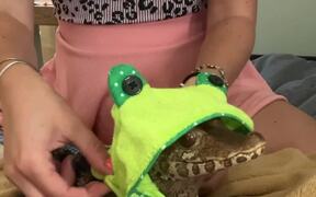 Owner Dresses Caiman in Cute Frog Outfit - Animals - VIDEOTIME.COM