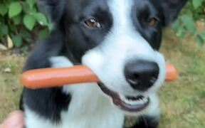 Smart Border Collie Holds Juicy Hotdog - Animals - VIDEOTIME.COM