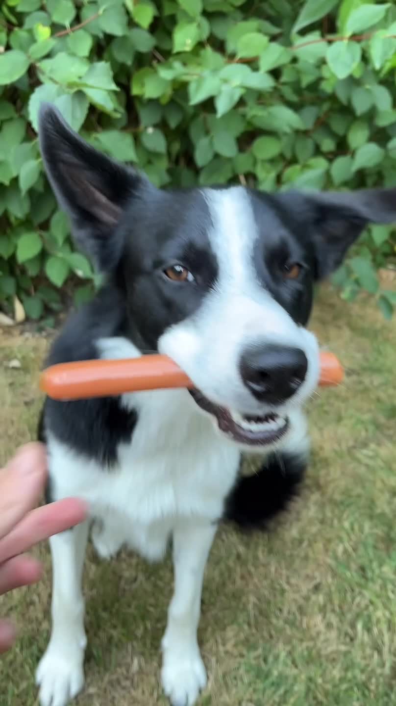 Smart Border Collie Holds Juicy Hotdog