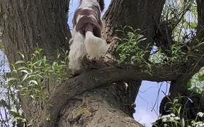 Springer Spaniel Climbs Trees While Out for Walk - Animals - VIDEOTIME.COM