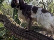 Springer Spaniel Climbs Trees While Out for Walk