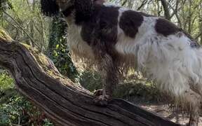 Springer Spaniel Climbs Trees While Out for Walk - Animals - VIDEOTIME.COM