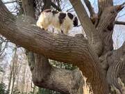 Springer Spaniel Climbs Trees While Out for Walk