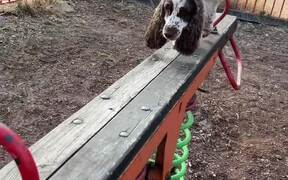 Springer Spaniel Has Fun Doing Parkour - Animals - VIDEOTIME.COM