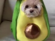 Dog Dresses Up and Poses in Avocado Costume