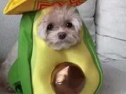 Dog Dresses Up and Poses in Avocado Costume