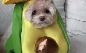 Dog Dresses Up and Poses in Avocado Costume - Animals - VIDEOTIME.COM
