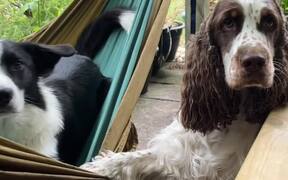 Two Dogs Competing For And Swinging In A Hammock - Animals - VIDEOTIME.COM