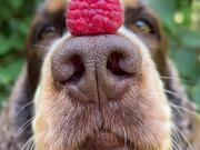 Dog Balances Raspberry on Her Nose and Head