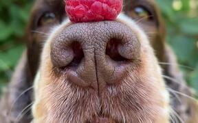 Dog Balances Raspberry on Her Nose and Head - Animals - VIDEOTIME.COM