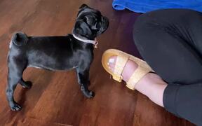 First Meeting Between Two Puppies Goes Wrong! - Animals - VIDEOTIME.COM
