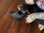 First Meeting Between Two Puppies Goes Wrong!