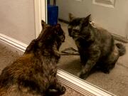 Cat Tries To Befriend Her Reflection In The Mirror