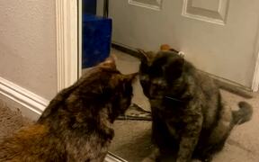 Cat Tries To Befriend Her Reflection In The Mirror