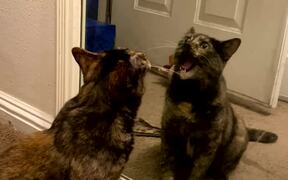 Cat Tries To Befriend Her Reflection In The Mirror - Animals - VIDEOTIME.COM