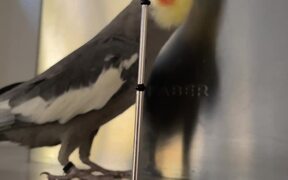 The Singing Cockatiel Slays His 'Live Performance' - Animals - VIDEOTIME.COM