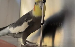 The Singing Cockatiel Slays His 'Live Performance' - Animals - VIDEOTIME.COM