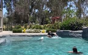 Jolly Dog Hops In Swimming Pool And Plays A Game