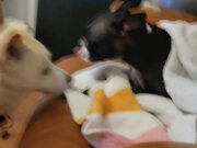 Puppy Sneezes and is Checked on by Another Dog