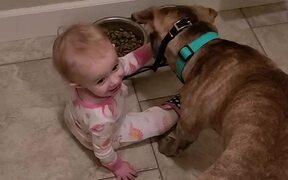 Mom Finds Baby Girl Feeding Dog Food to Pet Dog - Animals - Videotime.com