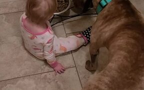 Mom Finds Baby Girl Feeding Dog Food to Pet Dog - Animals - VIDEOTIME.COM