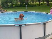 Cute Dog Refuses to Get Out of Pool