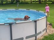 Cute Dog Refuses to Get Out of Pool