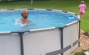 Cute Dog Refuses to Get Out of Pool - Animals - VIDEOTIME.COM